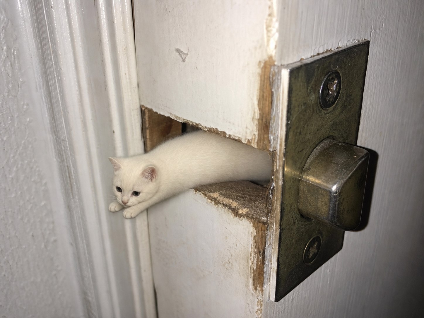 Kitten deadbolt