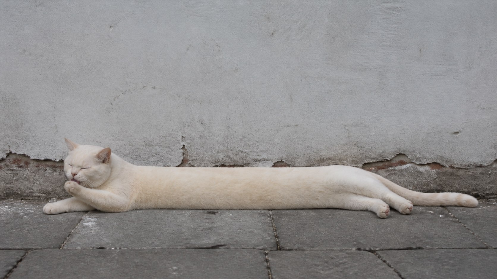 Sidewalk grooming session