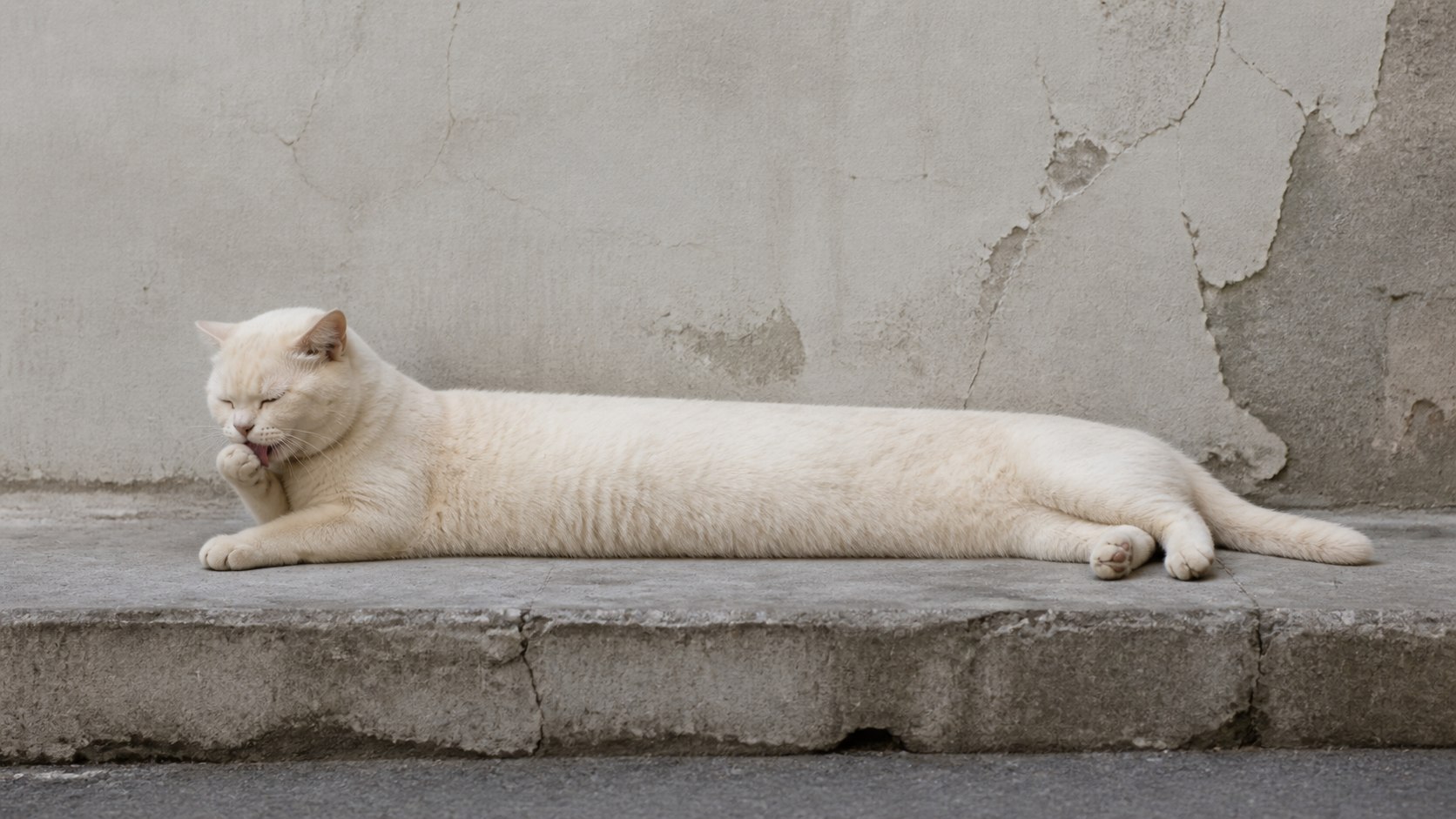 Curb Study, Paw Wash
