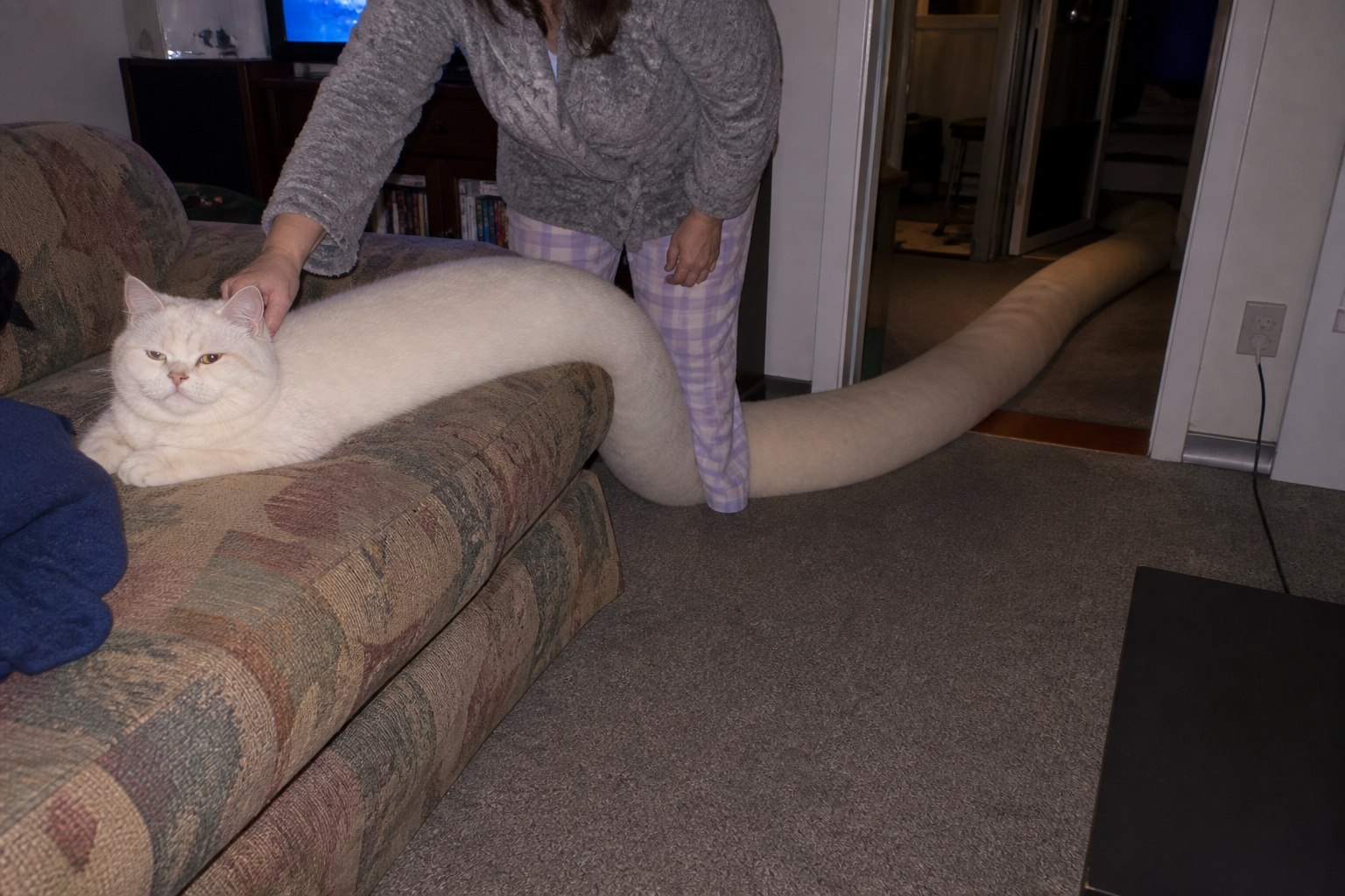 Petting the Hallway-Length Cat