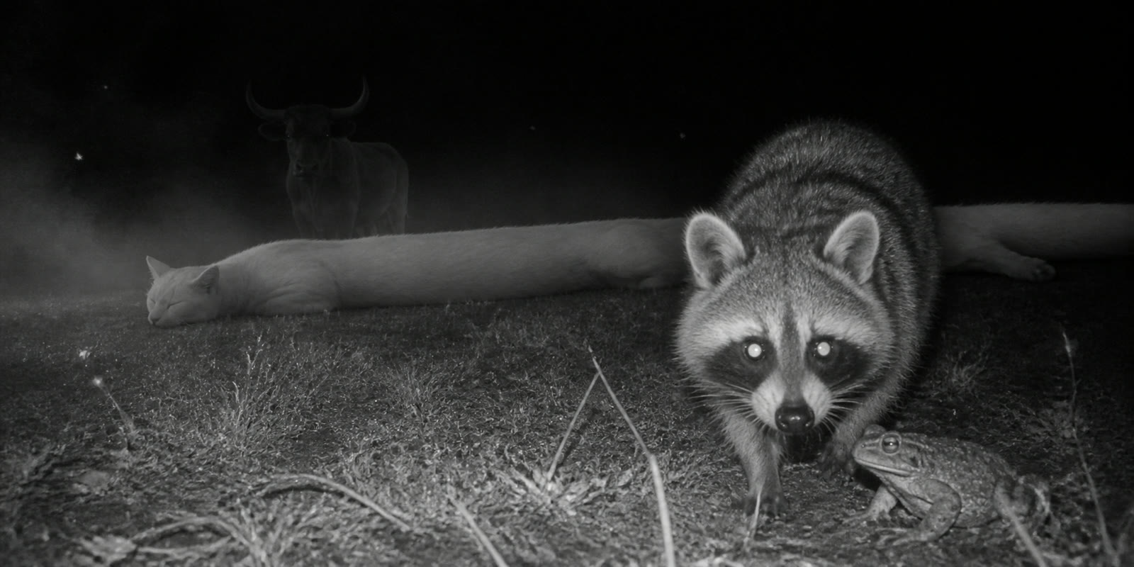 Trail Cam Catches the Specimen
