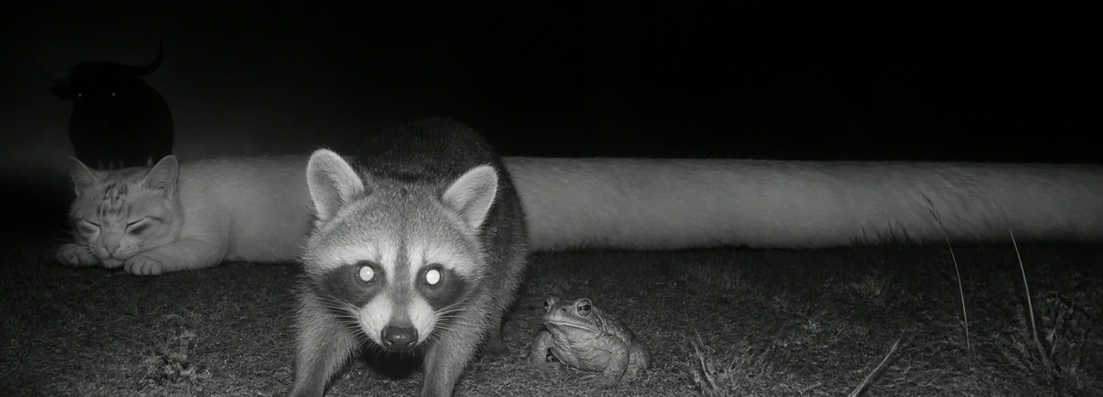 Trail cam catches the length