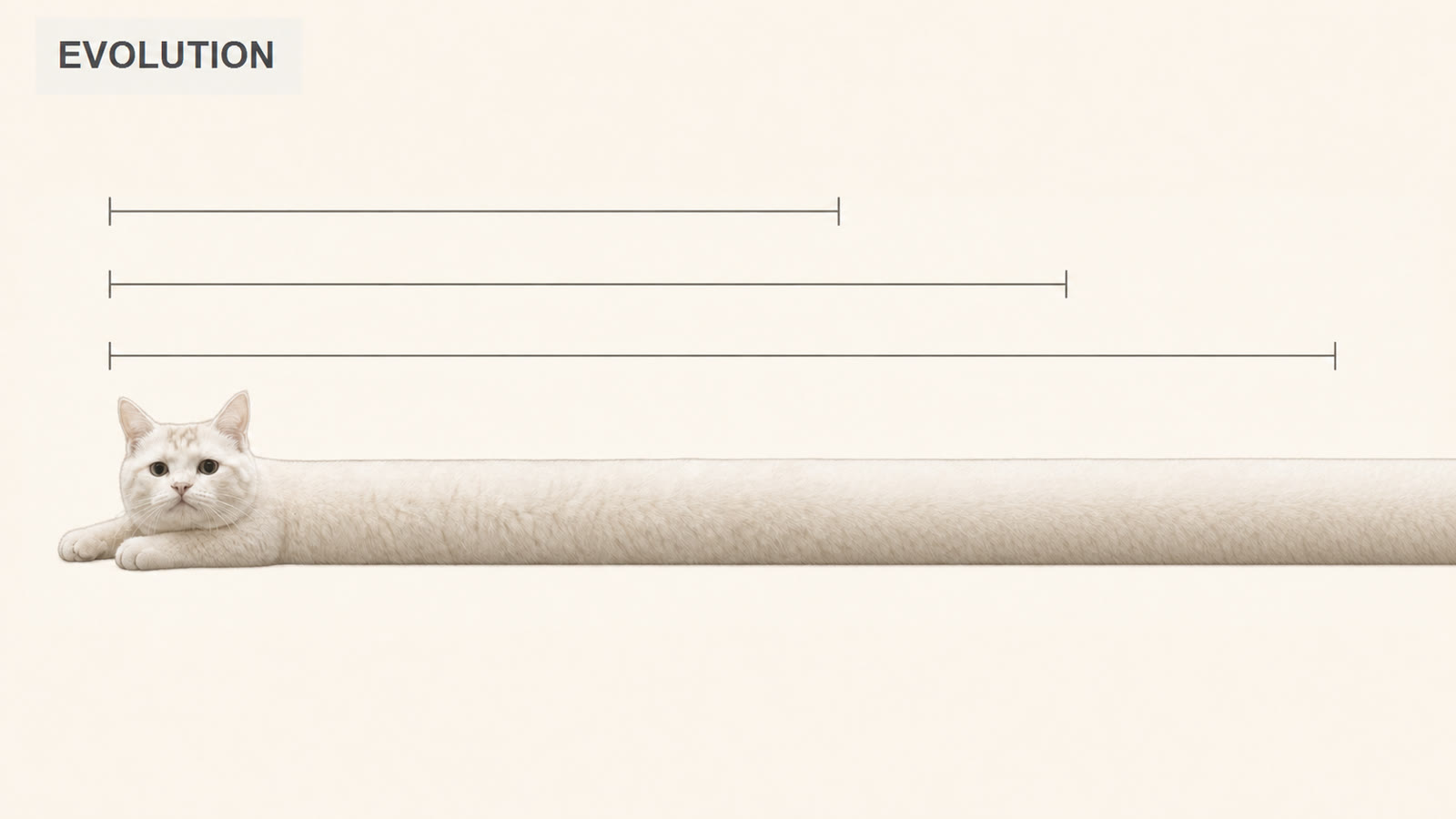 Evolution chart of increasing length